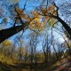 Останній день жовтня у волинському лісі. ФОТО