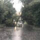 У Луцьку негода повалила дерево
