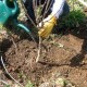 Посеред дороги у Луцьку посадили 60 лип