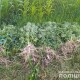 Волинянин вирощував коноплю на городі. ФОТО
