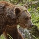 У лісі на Волині знову бачили сліди ведмедя