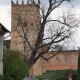 «Лесин» ясен треба зрізати, - чиновник Луцькради