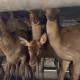 На Волинь завезли стадо благородних оленів вирощених у Литві