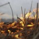 Рада хоче збільшити штрафи за паління рослин, торфовищ та іншу шкоду довкіллю