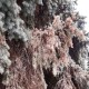 Чому в центрі Луцька сохнуть ялинки