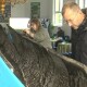 Знайдений на Волині човен-довбанка, якому понад 700 років, став доступний для відвідувачів