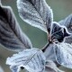 Синоптик попереджає про заморозки та сильний вітер в Україні