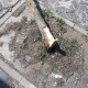 В центрі Луцька водійка зламала дерево і втекла. Відео