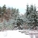 Зимова казка у волинському лісі. ФОТО