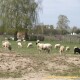 Кожна хата на овечок багата: як відроджують вівчарство у волинському селі. ФОТО