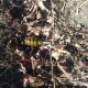 На Ковельщині чоловік підірвав гранату у подвір‘ї в односельчанина