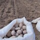 На Волині картоплею цього року засадять 80 тисяч гектарів землі