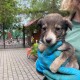 У Луцький зоопарк підкинули цуценят. Просять впізнати «героя»