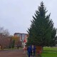 Пальонка розповів, де і якою буде новорічна ялинка у Володимирі