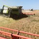 На Волині аграрії обмолотили 60% площ ріпаку