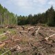 Шмигаль заявив, що в Україні садять більше лісів, ніж вирубують
