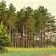На Ковельщині людям заборонили ходити до лісу