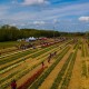 Як виглядав фестиваль тюльпанів  на Волині з  висоти