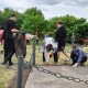 На знак вдячності сусідам. У селі на Волині прибрали давній польський цвинтар