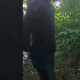 Волинська єпархія УПЦ МП стверджує, що священник у жіночому одязі не є настоятелем жодного храму