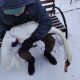 На Волині знову підстрелили лебедя. Ним опікуватиметься Луцький зоопарк