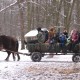 У ліс – на підводі: на Волині школярі пригощали лісових звірів смаколиками. ВІДЕО