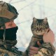 Вусатий патруль: воїни 14 ОМБр показали своїх фронтових котів. ФОТО
