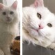 500 доларів винагороди: у Луцьку шукають загубленого кота