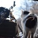 Бойові коти: волинські військові показали своїх улюбленців. ФОТО