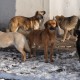 За тиждень – 12 звернень: у Луцьку просять вирішити проблему з безпритульними собаками
