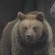 Ведмедям не до сну. Як зимують мешканці Луцького зоопарку