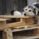 Чому луцька «Ласка» не забирає бездомних цуценят