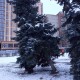 У Луцьку біля РАЦСу зрубали семиметрову ялинку. У мерії кажуть, що вона могла впасти