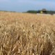 Збирають ріпак, ячмінь та пшеницю. На Волині розпочались жнива