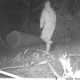 На Волині фотопастка зафіксувала дубокрадів на території природо-заповідного фонду