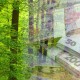За рік волинські лісівники поповнили бюджети на 325 мільйонів. ВІДЕО