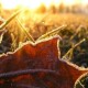 В Україні прогнозують заморозки вже з наступного тижня