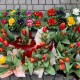 Тюльпани – від 14 гривень, троянди – від 22. Скільки коштують квіти в Луцьку напередодні 8 березня