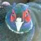 На Волині стартував сезон полювання на пернатих: які правила