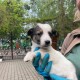 У Луцький зоопарк підкинули цуценят. Їм шукають дім