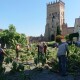 У Луцьку прибирають залишки Лесиного ясена