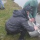 У Теремнівські ставки в Луцьку випустили 930 кілограмів карася