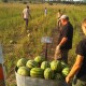 «Скептикам довів, що немає нічого неможливого». Волинський фермер виростив 120 тонн кавунів