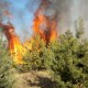 У Волинській області людям заборонили відвідувати ліси