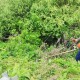 На Волині дорожники розчищають узбіччя від борщівника. ВІДЕО