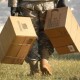 Військові зможуть відправляти й отримувати посилки за 1 гривню