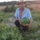 Як херсонські: волинянин поділився секретом вирощування смачних кавунів. ФОТО