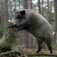На Волині відстрілюватимуть диких кабанів через африканську чуму свиней
