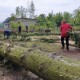 Повалив десятки дерев: на Волині люди прибирають наслідки буревію