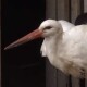 «Сумує за загиблим коханим»: в Луцький зоопарк привезли хвору лелеку